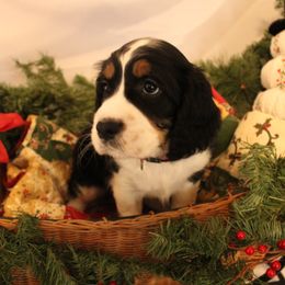 Hot Pink Collar - Black white and tan female English Springer Spaniel puppy in Westmorland, California from IV Springers of California