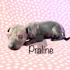 Praline - Gray Xoloitzcuintli puppy in Dillwyn, Virginia from Simply Xolos