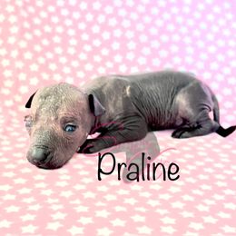 Praline - Gray Xoloitzcuintli puppy in Dillwyn, Virginia from Simply Xolos