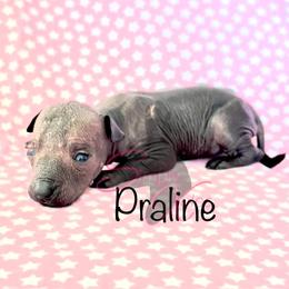 Praline - Gray Xoloitzcuintli puppy in Dillwyn, Virginia from Simply Xolos