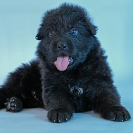 Green Collar - Black male German Shepherd puppy in Plumas Lake, California from Zwinger Vom Greifjäger