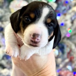 Tootsie - Piebald female Dachshund puppy in Gentry, Arkansas from Sweet As Pie Doxies