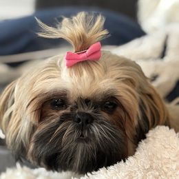 Ginger - Shih Tzu