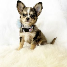 S'mores - Merle male Chihuahua puppy in Sacramento, California from Honey Bee Chihuahua’s
