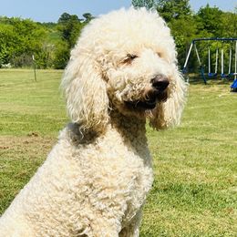 Saban - Labradoodle