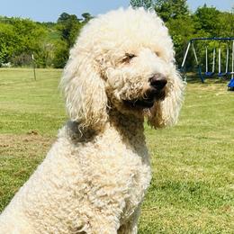 Saban - Labradoodle