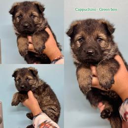 Cappuccino - Green boy - Sable male German Shepherd puppy in Oakley, California from Von Guadachi German Shepherds & Audacity Border Collies