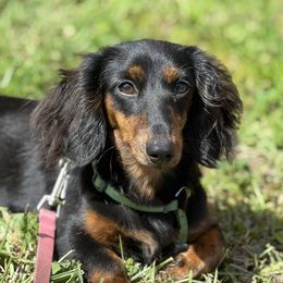 Cami - Dachshund