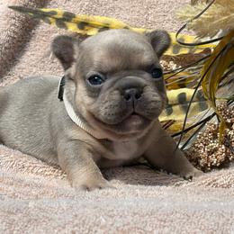 Lilac Boy - Tricolors male French Bulldog puppy in Miami, Oklahoma from Cassie’s Frenchie Palace