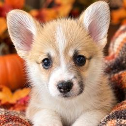 Black Collar - Red male Pembroke Welsh Corgi puppy in Abingdon, Virginia from Em-K Kennels