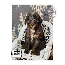 Ariat - Merle female Bernedoodle puppy in Belleville, Michigan from Moose Tracks Bernedoodles