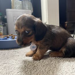 Dachshund Puppies from Cogsworth Cromwell Dachshunds of South West Michigan