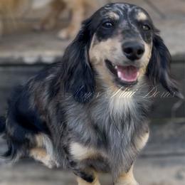 Lizzy - Dachshund