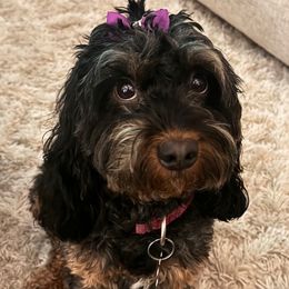 Piper - Cavapoo