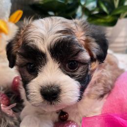 Brown Collar- lil Bently - Brown and white male Shichon puppy in Upland, California from IDREAMOFPUPPIES