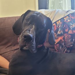 Great Danes from Fancy Danes
