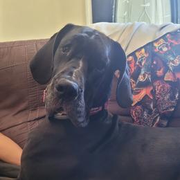 Great Danes from Fancy Danes
