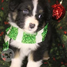 Echo - Australian Shepherd