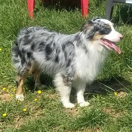 Miniature Australian Shepherds and Toy Australian Shepherds from Just a Spot of Colors Little Aussies