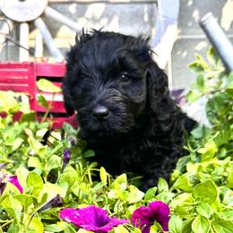 Zuko - Black male Goldendoodle puppy in Glen Daniel, West Virginia from Dani’s Doodles