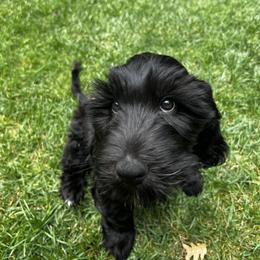 Goldendoodle Puppies from Lundee Doodles