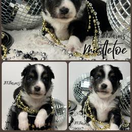 (3) Mistletoe, BTF - Black tri female Miniature American Shepherd puppy in Huntington, Texas from JKKJ Farms