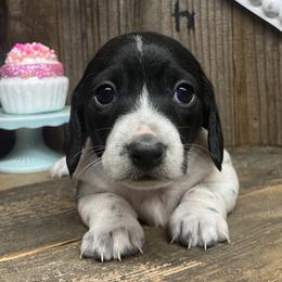 Dachshund puppies from CountrySide Wieners