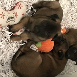 Belgian Malinois, Labrador Retriever, and Shetland Sheepdog Puppies from StoneFox