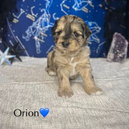 Orion - Merle male Cockapoo puppy in Placerville, California from Rpuppies
