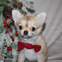 Chihuahua Puppies from My Fuzzy Chihuahuas