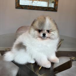 Pomeranian Puppies from Eelan’s Poms