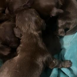 Hershey - Chocolate and tan male Dachshund puppy in Poplarville, Mississippi from Sarah’s Darling Dachshunds