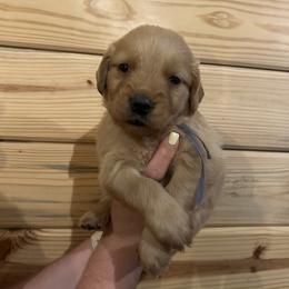 Willie - Golden male Golden Retriever puppy in Hendersonville, North Carolina from Apple Country Retrievers