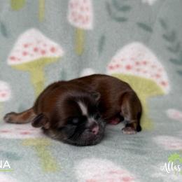 Fiona - Red female Shih Tzu puppy in Alice, Texas from Altas Palmas Shih Tzu