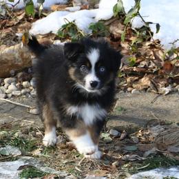 Cirrus - Black tri male Miniature American Shepherd puppy in Tiskilwa, Illinois from First Harmony Farms