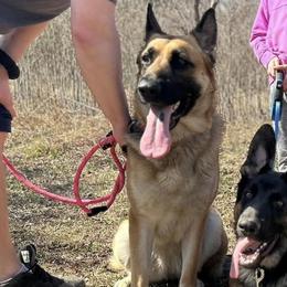 Bells - German Shepherd