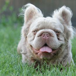 SIMBA - Blue fawn male French Bulldog puppy in Miami, Oklahoma from Destiny Jones