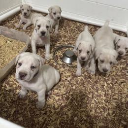 Cane Corso Puppies from Brandy’s Corso’s