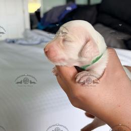 Mr. Dk. Green-2800 - Piebald male Dachshund puppy in Sparr, Florida from From the Heart Doxies