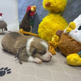 Pippen - Sable male Pembroke Welsh Corgi puppy in Apison, Tennessee from Ashmore Corgis