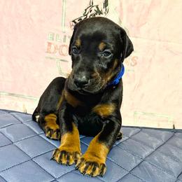 Boy 2 - male Doberman Pinscher puppy in Powder Springs, Georgia from Elite Dobermans of Atlanta