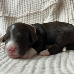 Peach Girl - Brown female Double Doodle puppy in Huntsville, Alabama from Winchester Doodles