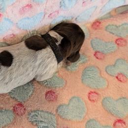 German Shorthaired Pointer Puppies from Hanaway GSPs