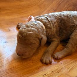 Corolla - Red  female Poodle puppy in Swansboro, North Carolina from Monarch Standard Poodles