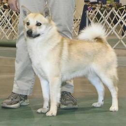 Kita - Norwegian Buhund