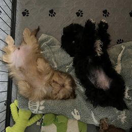 Shih Tzus from Lauren Black's Shih Tzu