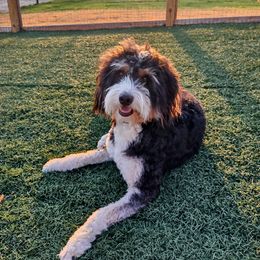 Bernedoodle and Goldendoodle Puppies from Donnasdoodlebugs