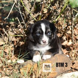 BTM 3 - Black tri male Toy Australian Shepherd puppy in Joshua, Texas from Double M Toy and Mini Aussies