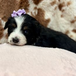 Dark purple - Black tri female Miniature Australian Shepherd puppy in 32046, Florida from River Hill Ranch