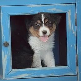 Paloma - Black tri-color female Australian Shepherd puppy in Kearney, Nebraska from Helix Aussies